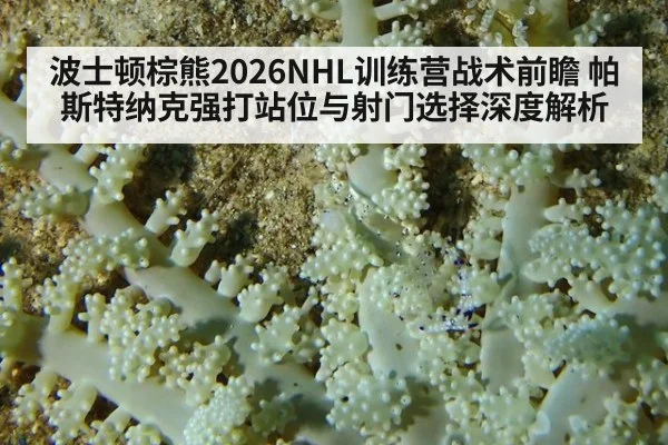 波士顿棕熊2026NHL训练营战术前瞻 帕斯特纳克强打站位与射门选择深度解析